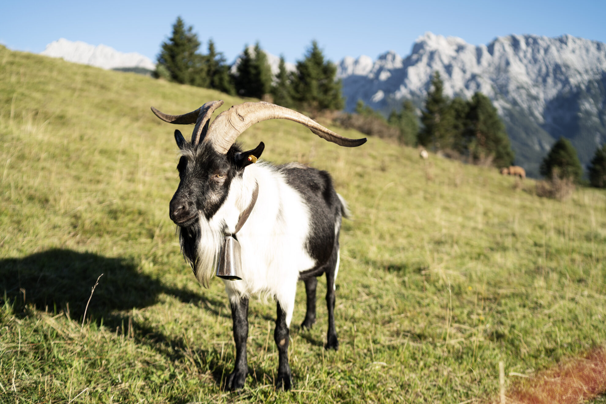 Ziege auf Weide