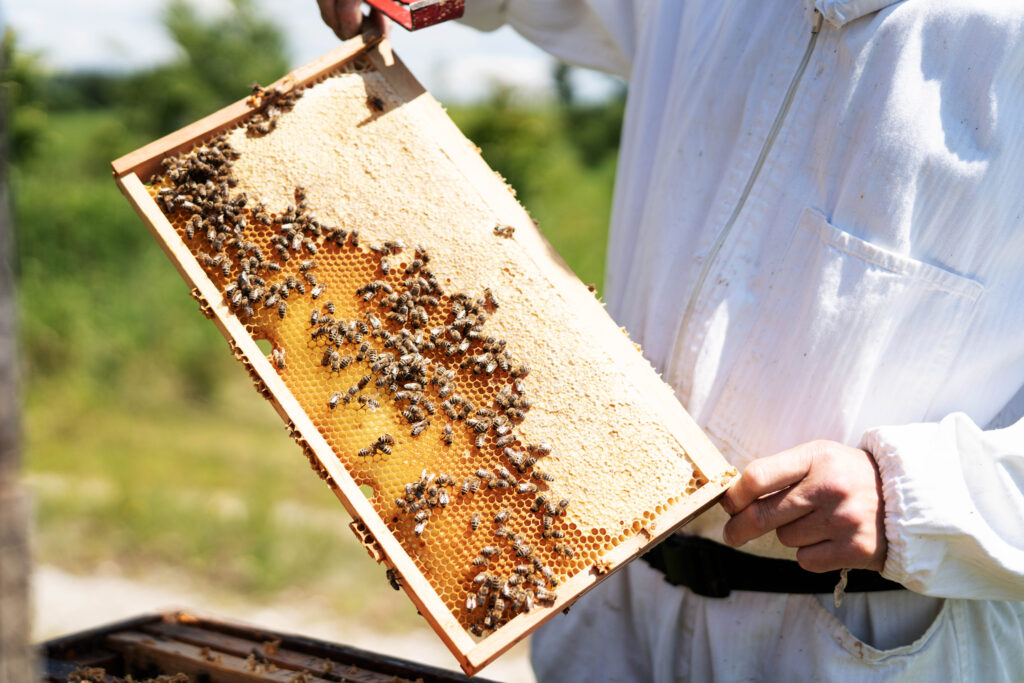 MF 2020 0603 ZugspitzRegion Bienen Franz 0039