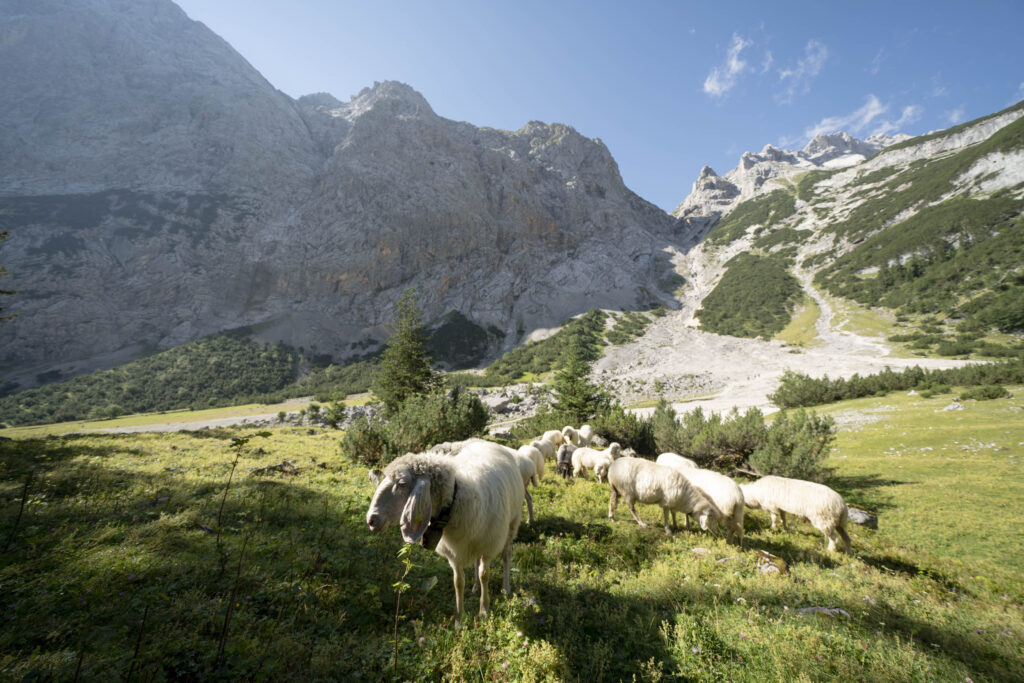 MF 2020 0730 ZUGSPITZ REGION REINTAL 0179 1