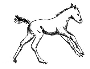 junges pferd