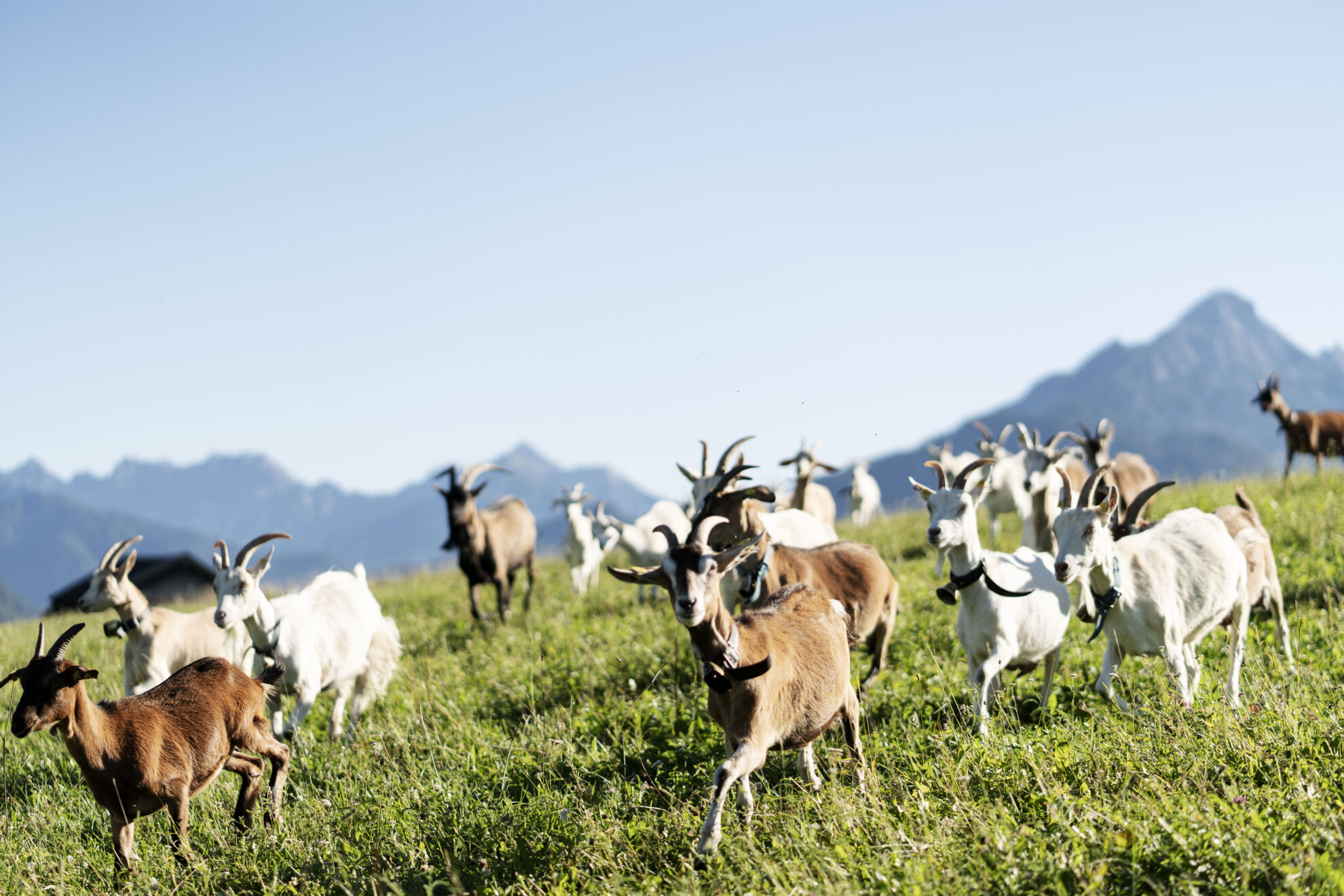 Ziegen in der Zugspitz Region