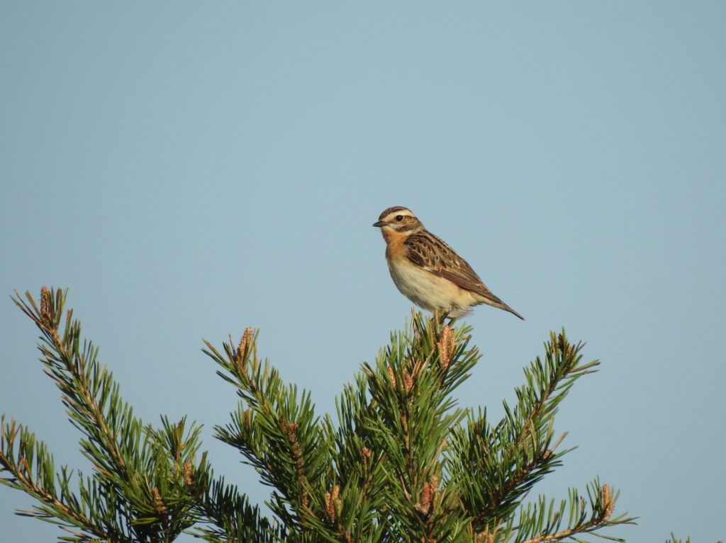 Braunkehlchen Tim korschefsky 1