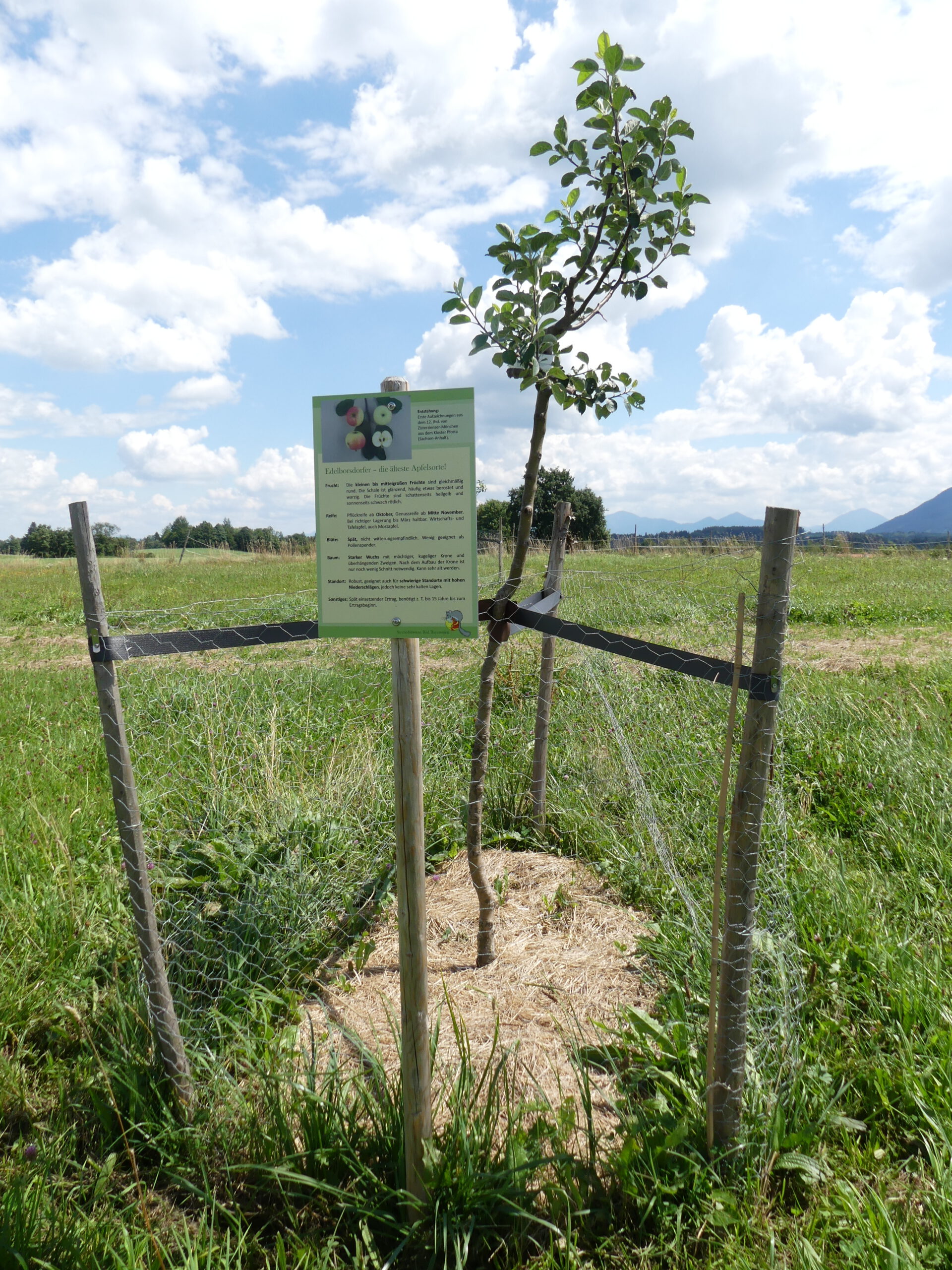 Streuobstwiesen in der Zugspitz Region