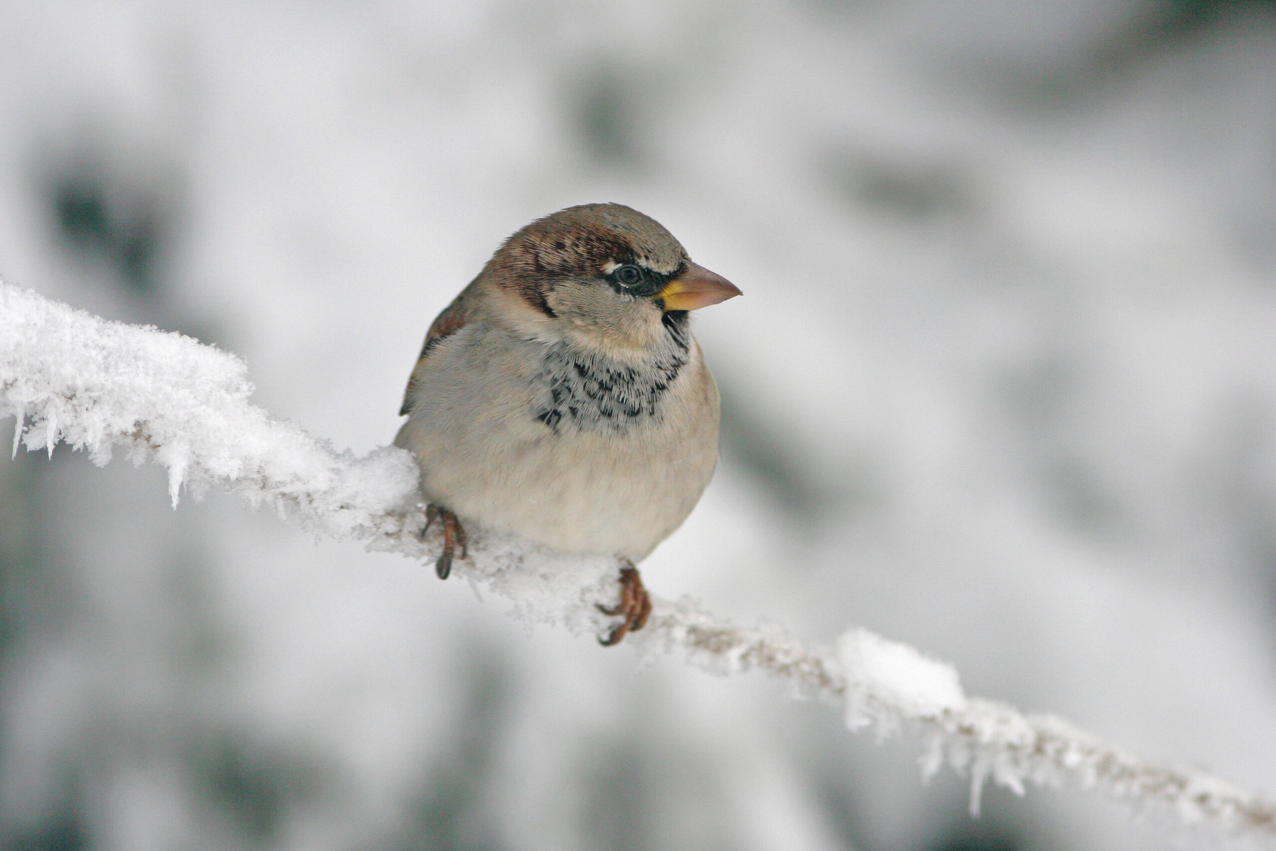 <strong>Gesucht: Wo sind Bayerns Wintervögel?</strong>